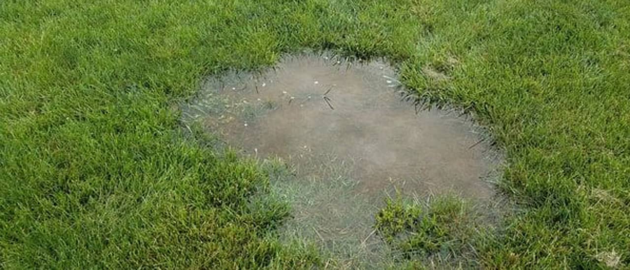 Water from a leaking or burst pipe in the grass of a residential yard